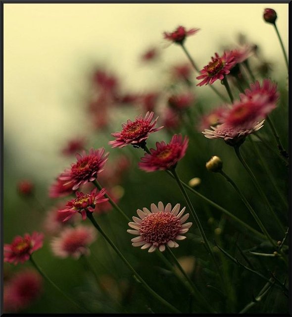  (590x640, 52Kb)