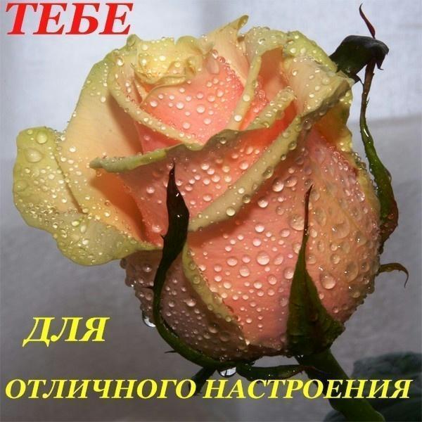 (600x600, 54Kb)