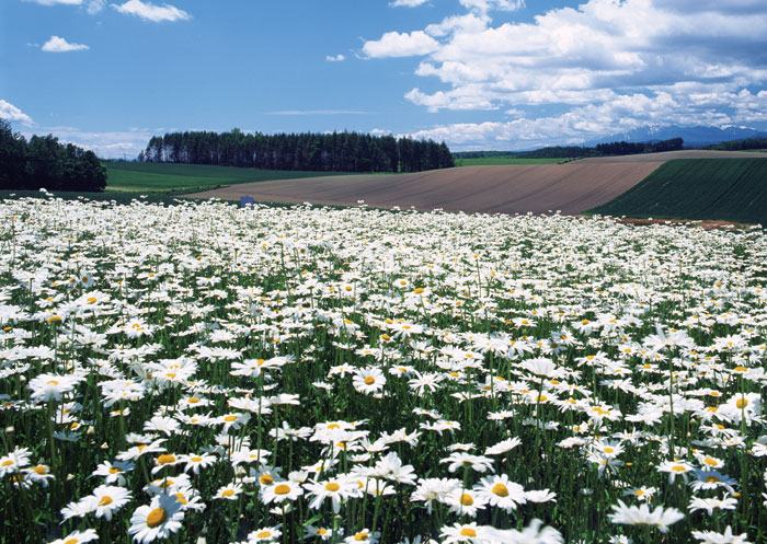 flowers122 (700x497, 149Kb)