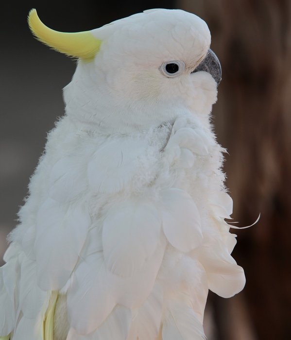  (599x700, 122Kb)