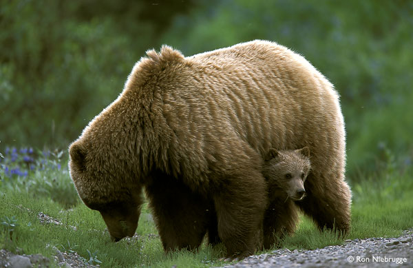 http://img0.liveinternet.ru/images/attach/c/0//44/870/44870232_1244466365_58.jpg