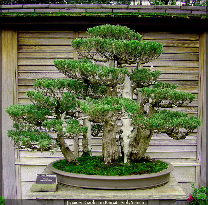 Japanese_Garden_10_Bonsai_by_AndySerrano (699x689, 222Kb)