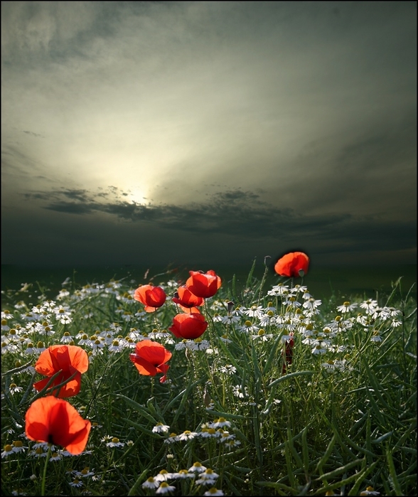 41263367_39572783_1234457829_21066587_24_12_2007_0985246001198496639_veronika_pinke (588x699, 285Kb)