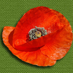  (150x150, 41Kb)