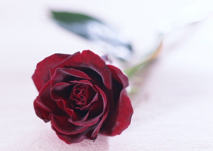 1181137862_flowers_226[1] (699x496, 139Kb)
