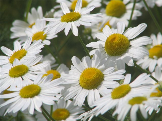  (640x480, 60Kb)