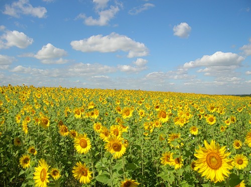  (500x374, 72Kb)