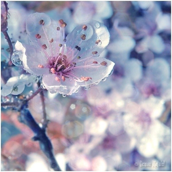  (600x600, 86Kb)