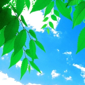  (300x300, 80Kb)