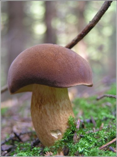  (372x500, 37Kb)