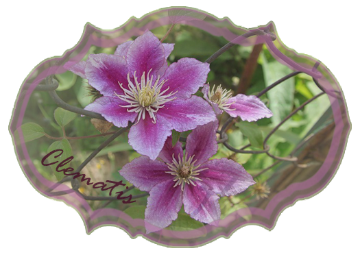 Clematis 1 (525x375, 270Kb)