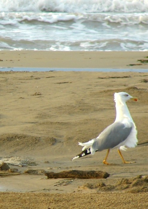 tze5 (495x698, 78Kb)