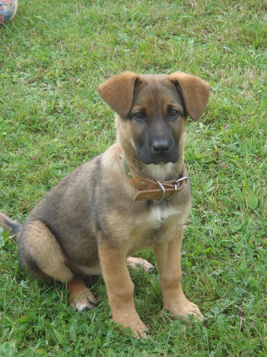 DSC02635 (525x700, 208Kb)