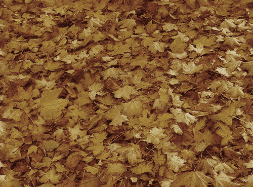 klen11 (500x369, 78Kb)