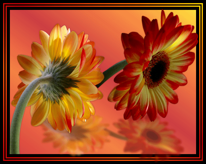 44186481_Image44Dance_of_the_Gerberas_LR (665x530, 142Kb)