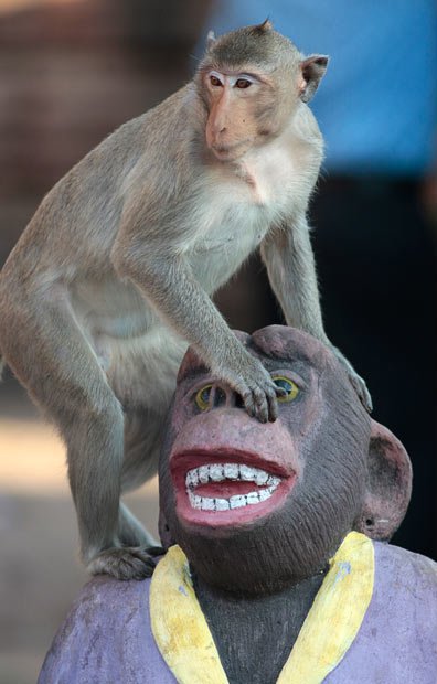 Monkey Buffet            