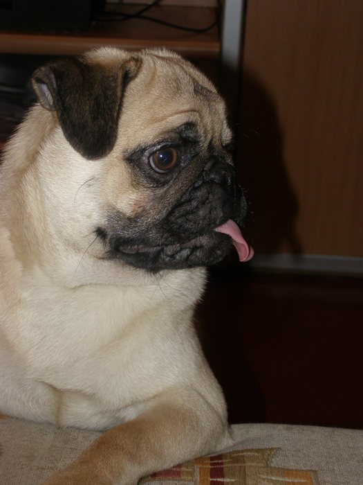 PC140209 (525x700, 55Kb)