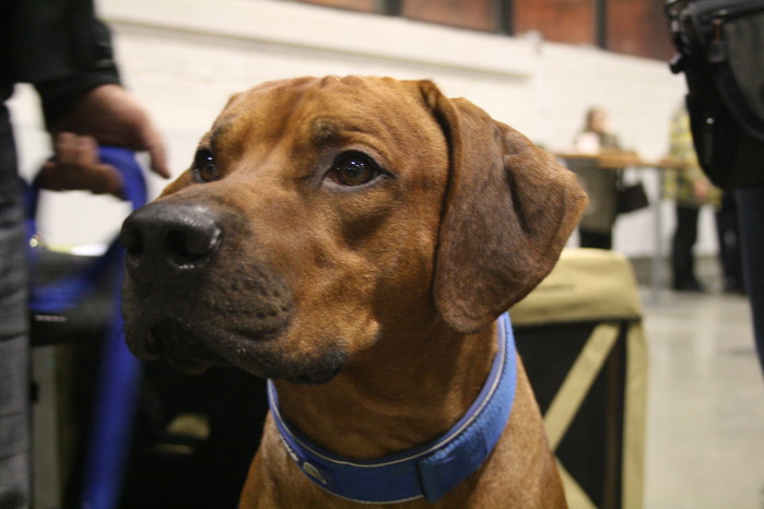 IMG_0211 (699x466, 75Kb)