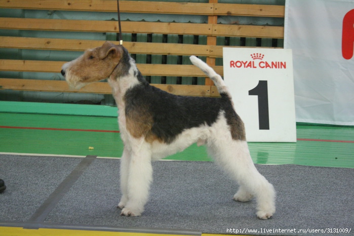 IMG_0205 (699x466, 88Kb)