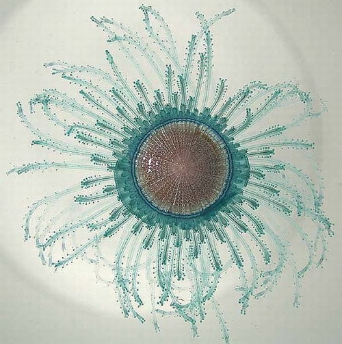  (500x502, 102Kb)