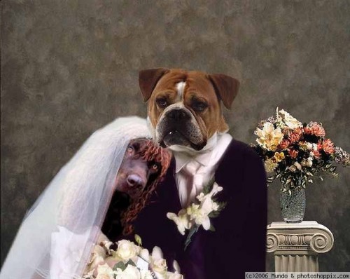 doggie_wedding (500x398, 50Kb)