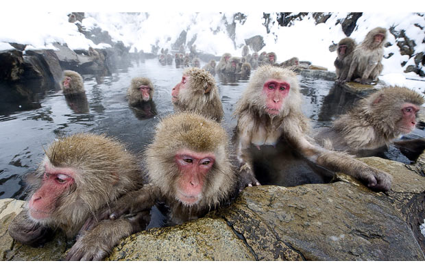         Hell's  Jigokudani   .