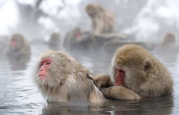          Hell's  Jigokudani   .