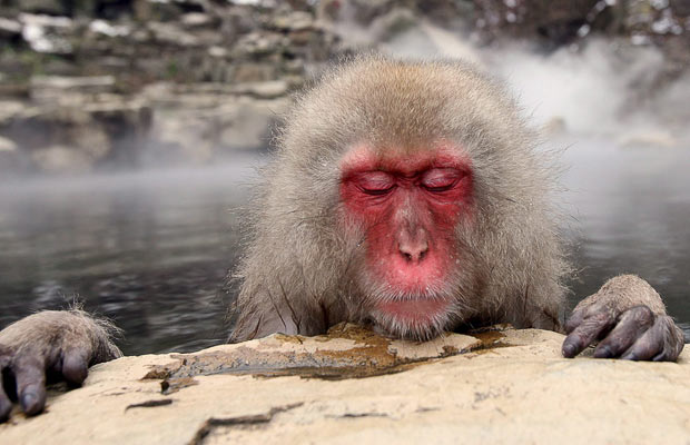          Hell's  Jigokudani   .