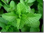 11-mint-leaves