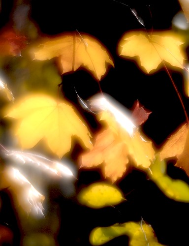  (384x500, 35Kb)