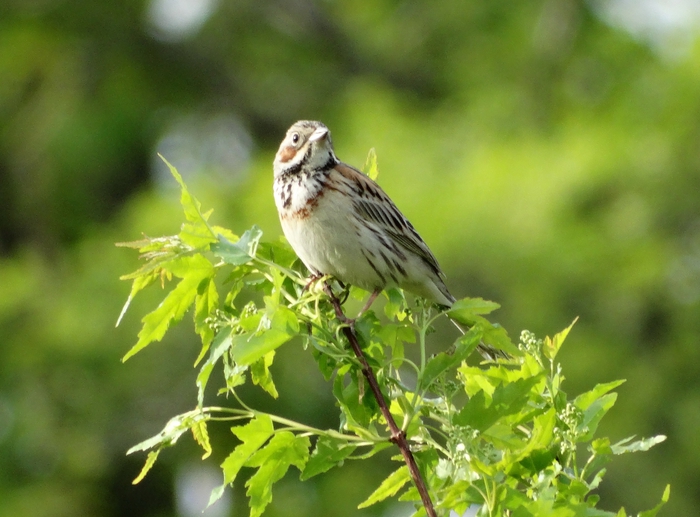 5559494_DSC07263 (700x517, 251Kb)