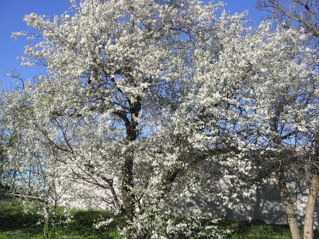 getImageCAIWDRII (640x480, 130Kb)