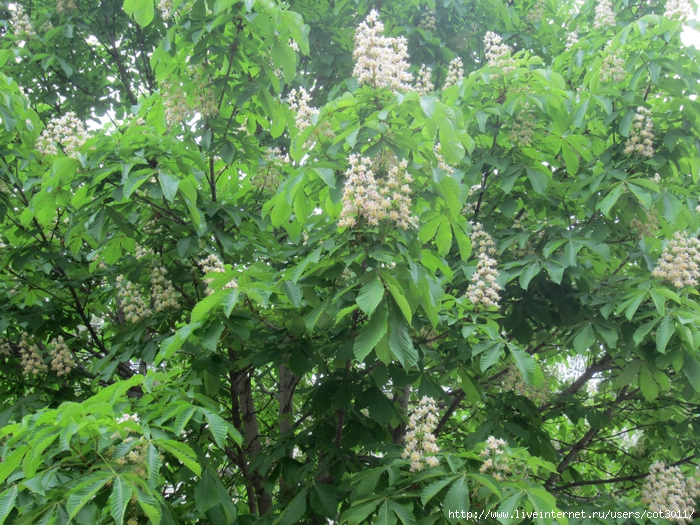 IMG_0058 (700x525, 434Kb)
