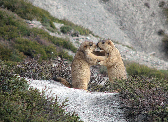 800px-Himalayan_marmots (700x508, 121Kb)