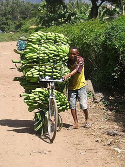 250px-Bananen_tanzania (250x333, 36Kb)