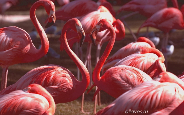 3365178_Flamingo1 (700x436, 226Kb)