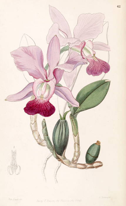 Cattleya_walkeriana_(as_Cattleya_bulbosa)_-_Edwards_vol_33_(NS_10)_pl_42_(1847) (429x700, 194Kb)