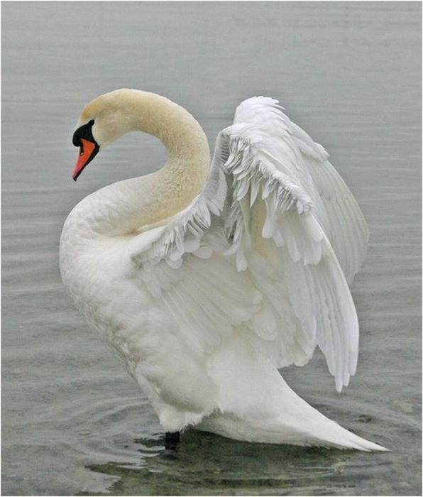 beautiful_swans_21 (596x700, 48Kb)
