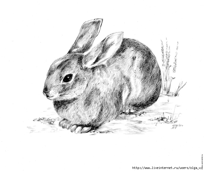 Пенал заяц карандаш воробей. Заяц рисунок. Заяц карандашом. Зарисовки животных. Кролик рисунок.