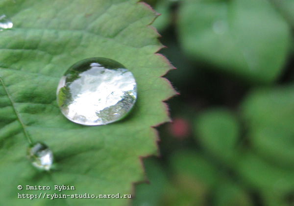 5179278_drops_05_aa1 (600x421, 83Kb)