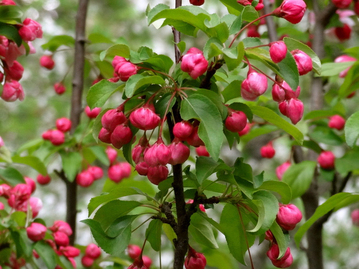 DSC02160 (700x525, 205Kb)