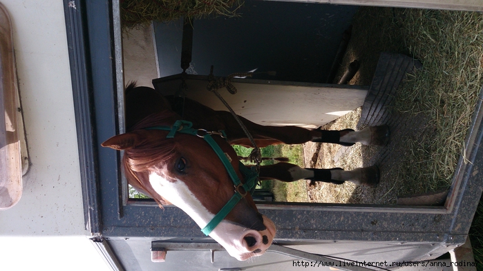 DSC_0528 (700x393, 236Kb)