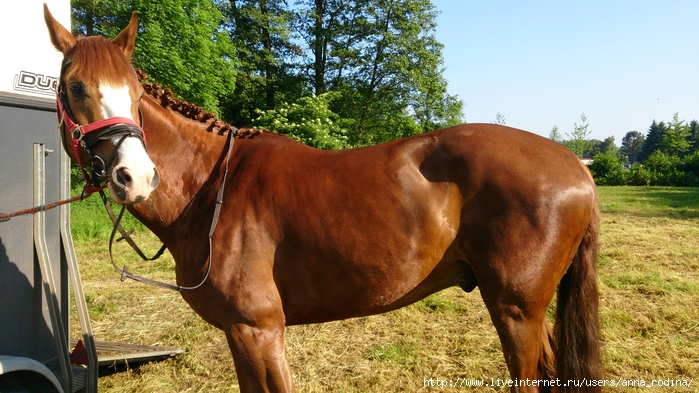 DSC_0645 (700x393, 294Kb)