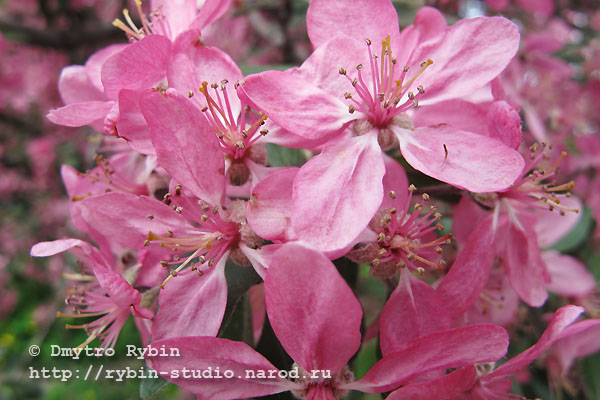 5179278_Pink_01_aa1_copy (600x400, 90Kb)