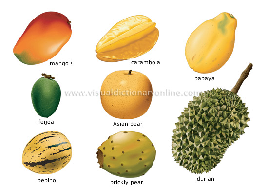 tropical-fruits_4 (550x384, 95Kb)