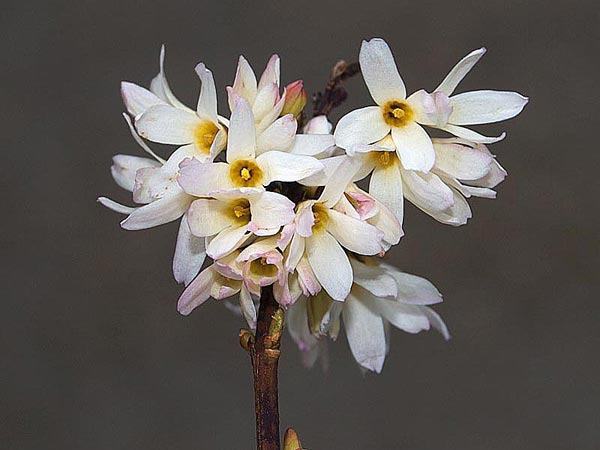 Abeliophyllum-distichum (700x550, 144Kb)