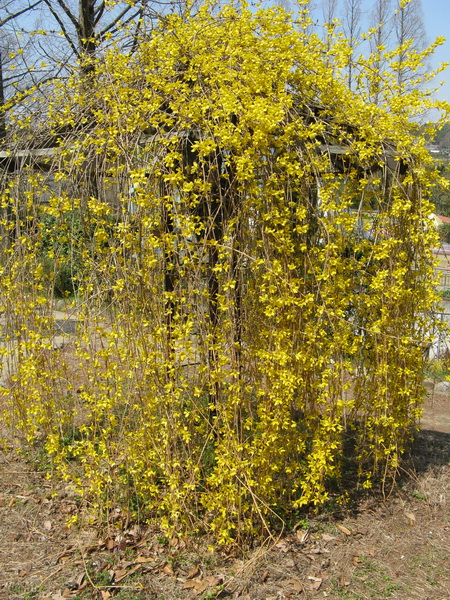 4_Forsythia (450x600, 565Kb)