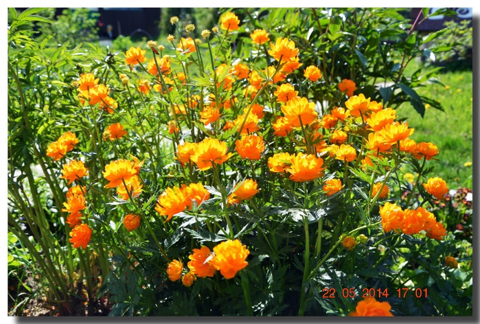 3587765_DSC_2110 (700x472, 351Kb)