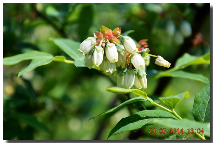 3587765_DSC_2146 (700x471, 194Kb)