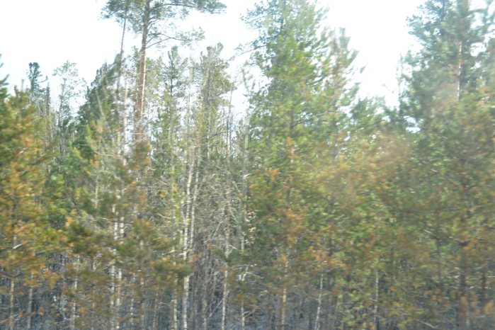 _DSC1467 (700x466, 441Kb)